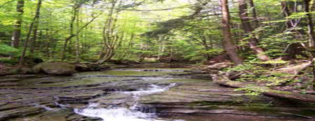 The stream flowing through the forest nurishing the trees! 